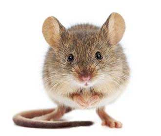 Common UK Mouse Species Rentokil Pest