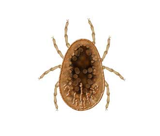 Common Flea Species Rentokil Pest Control