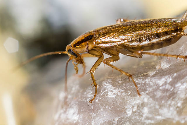 Pests Affecting Retailers & Supermarkets | Rentokil