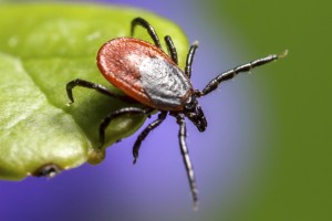 Bitik Insect Biting Insect Identification & Control | Rentokil Pest