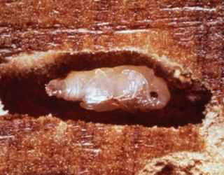  Woodworm Pupation