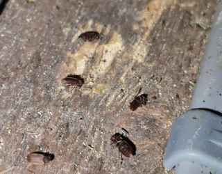 Adult Beetle woodworm