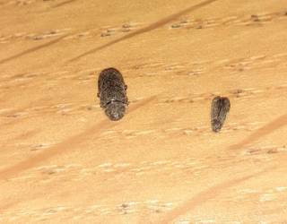 Woodworm sign beetle activity or dead beetles outside of timber