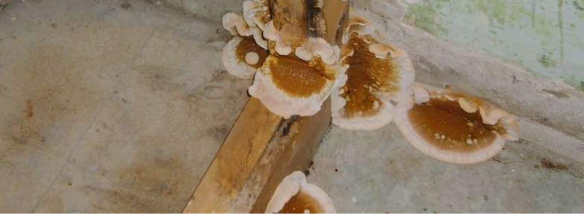 dry rot growth