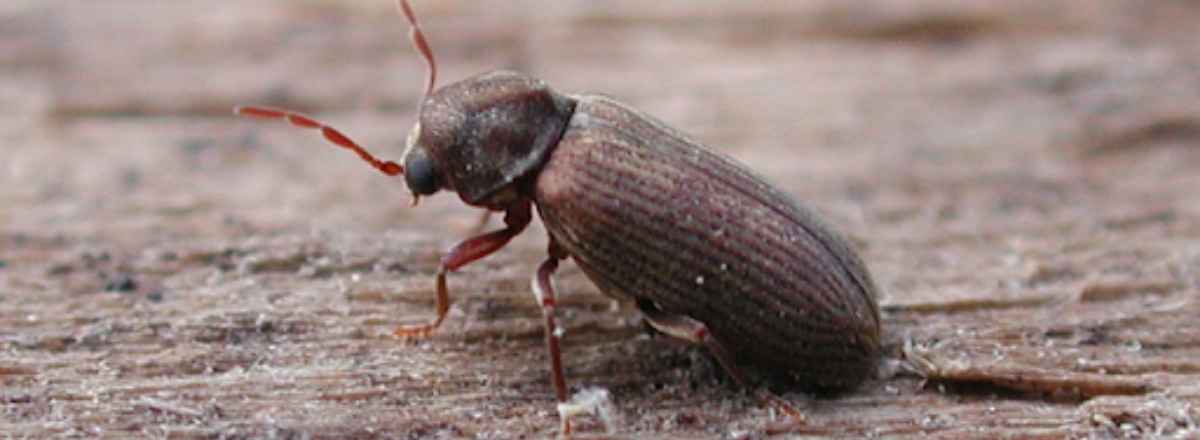 common furniture beetle woodworm
