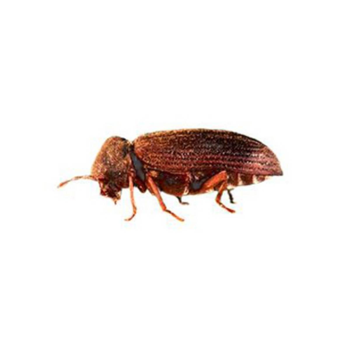 Image showing a common furniture beetle
