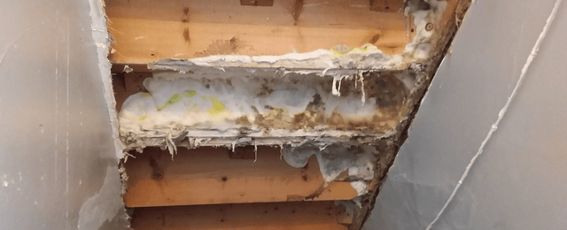 Damp & Timber Inspection
