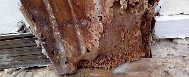 Image showing damage caused by death watch beetle