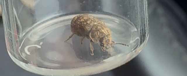 Image showing death watch beetle in jar