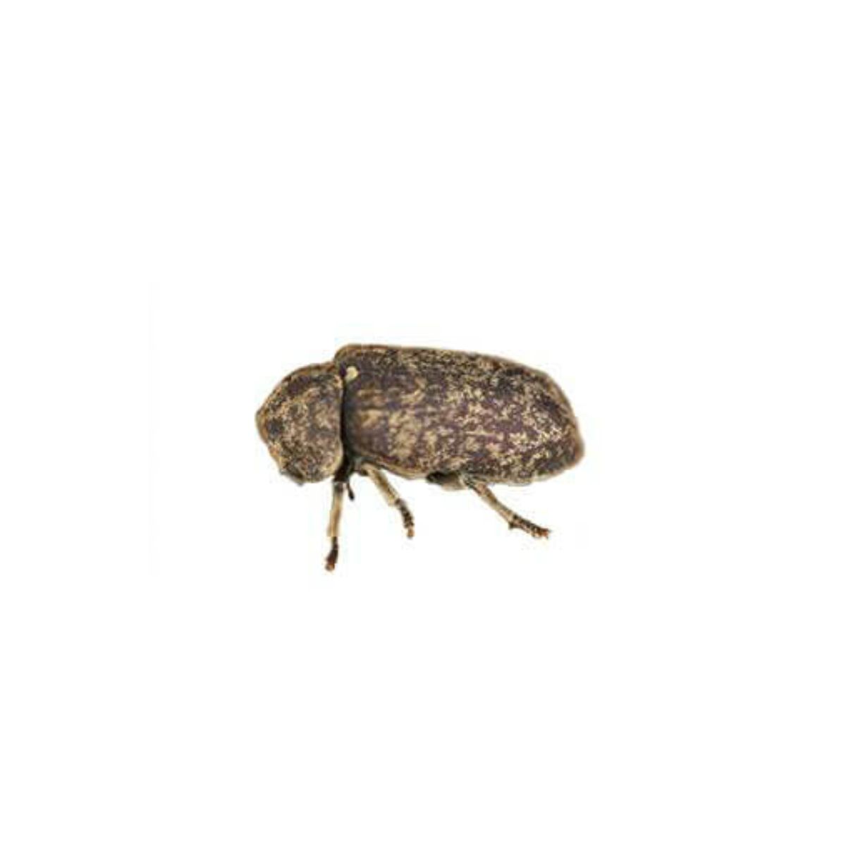 Image of Death Watch Beetle