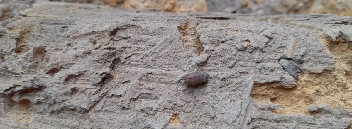 Deathwatch beetle