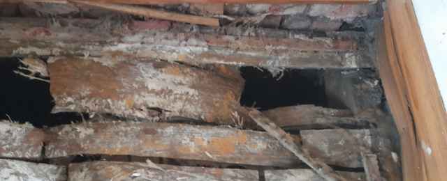 Dry rot damages floor board