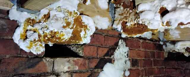 Dry Rot fungal spores had spread throughout the sub floor void, affecting many joists and floorboards.