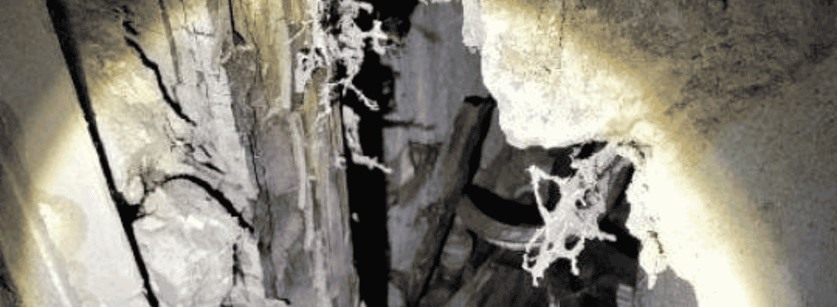 Dry Rot in homes