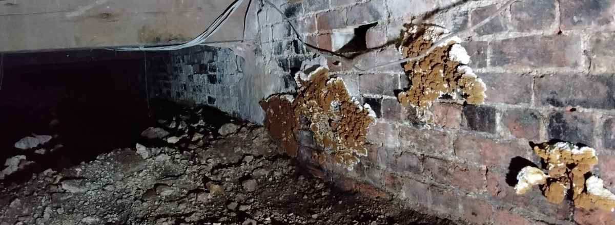 Dry rot in yorkshire