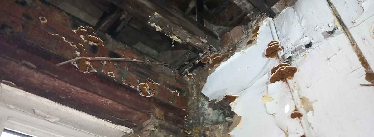 Dry rot on walls