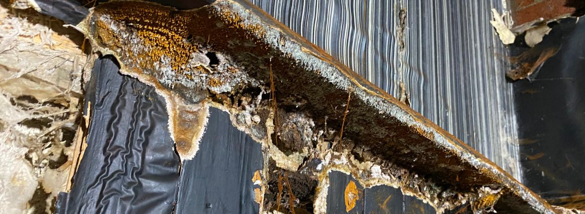 Dry Rot Outbreak Durham