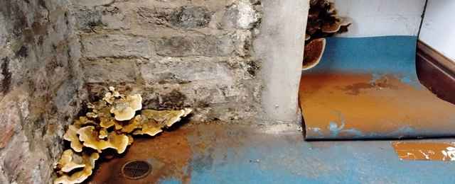 Dry rot is capable of spreading across masonry and behind plasterwork