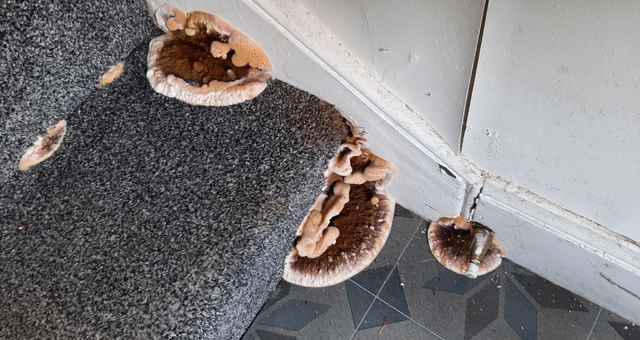 dry rot on stairs