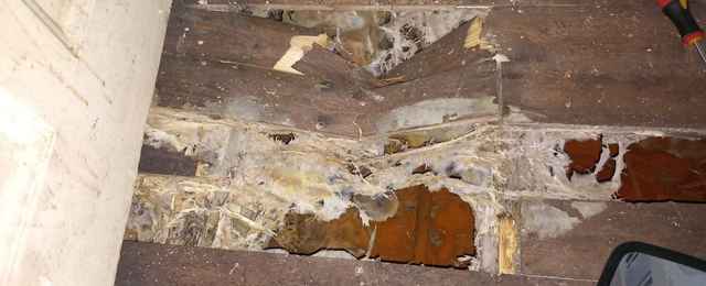 Dry rot strands and fruiting bodies