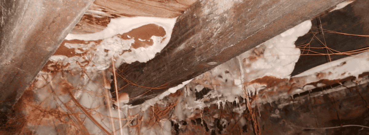 Dry Rot vs Wet Rot