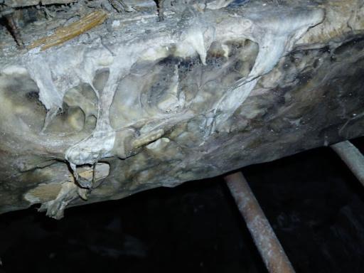 Dry Rot