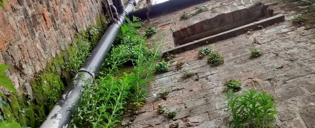View looking up a weathered brick wall with green plants and moss growing out of the cracks. A black drainage pipe runs vertically along the wall, and there is a brick archway near the top.