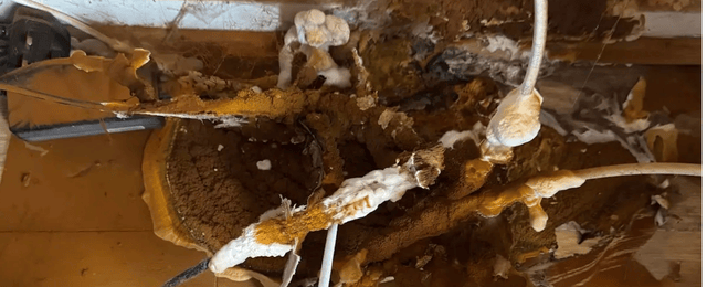 Features od Dry Rot