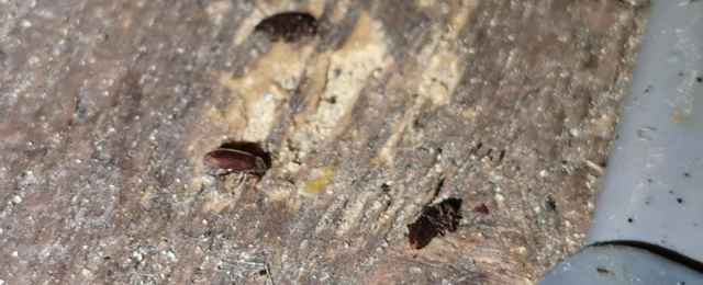 Image showing damage caused by furniture beetles