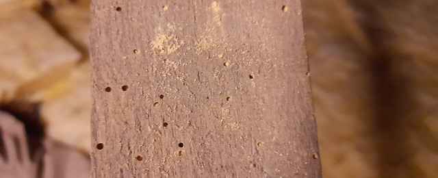 Image showing damge caused by common furniture beetle