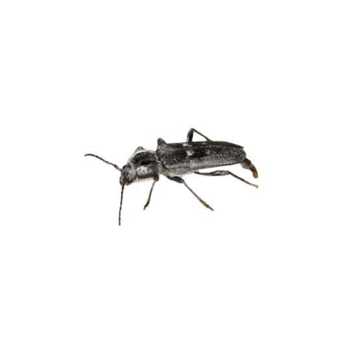 Image showing House Longhorn Beetle