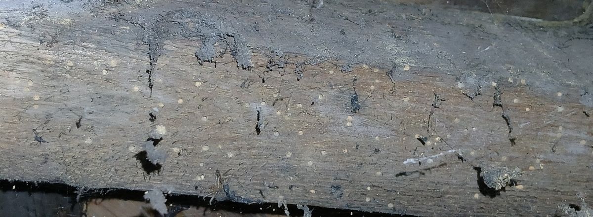 Identifying the woodworm
