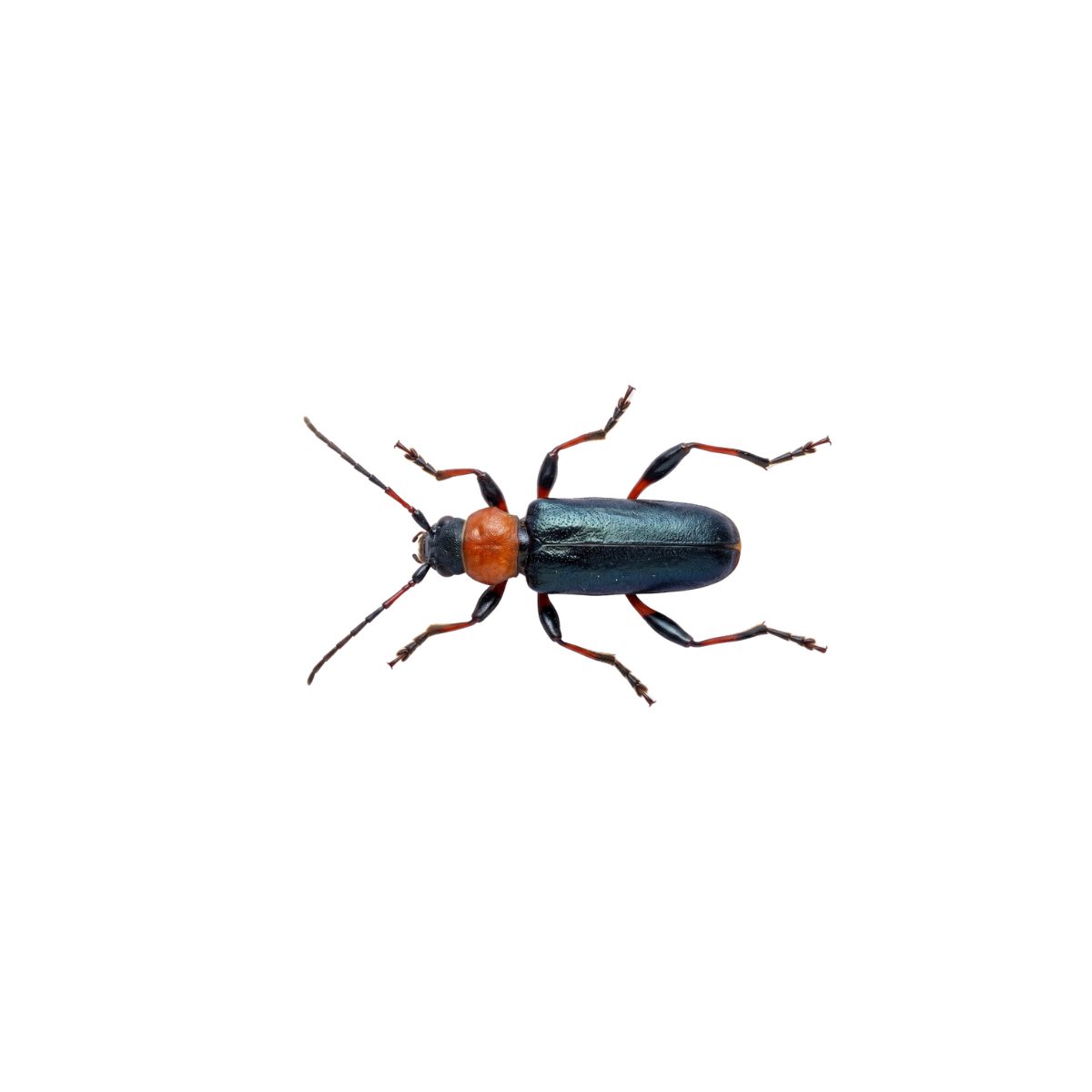 Image showing oak longhorn beetle