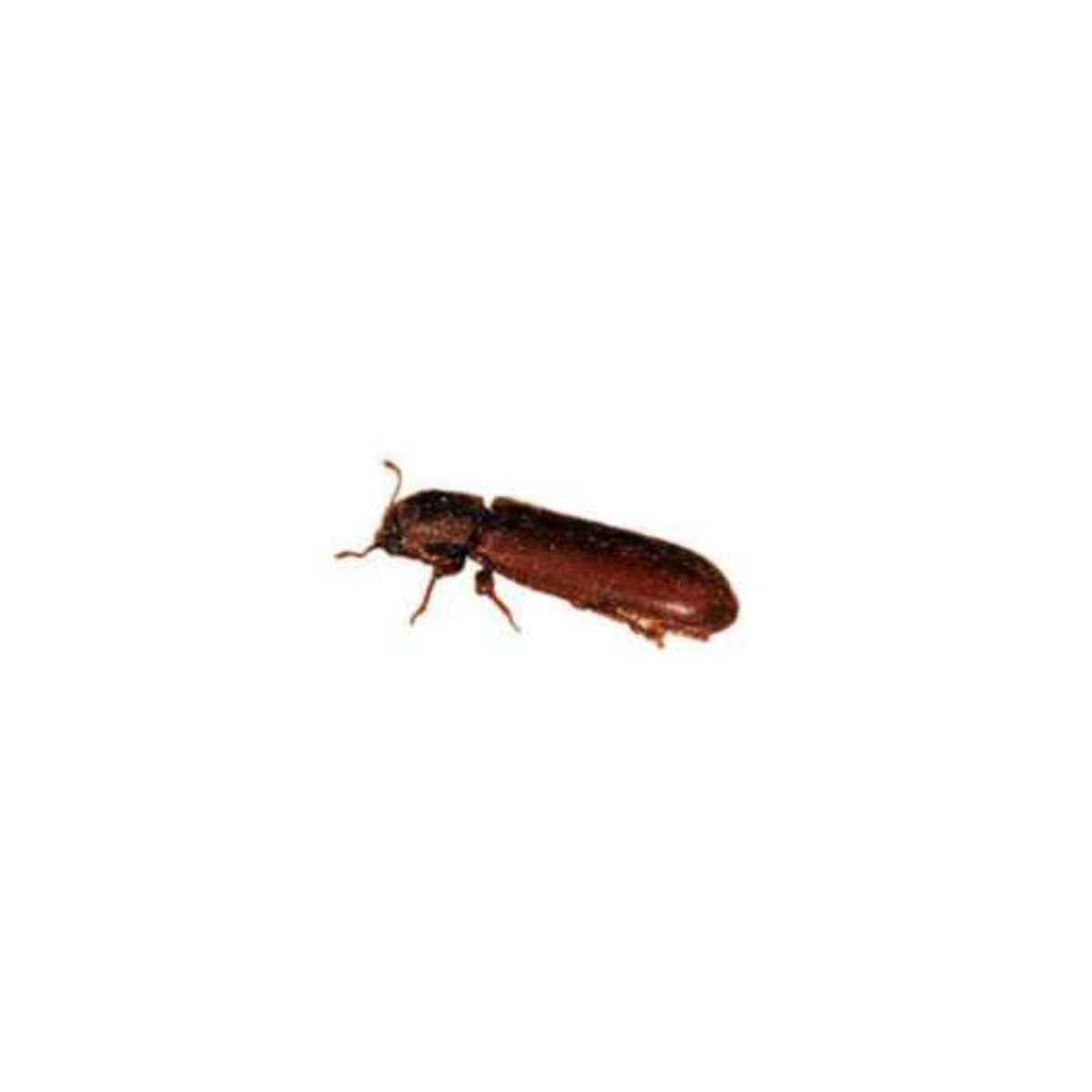 image showing powder post beetle