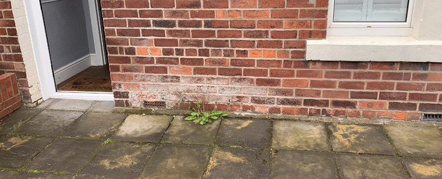 Peter Cox Rising Damp