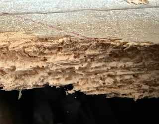 Woodworm boring tunnels in timber