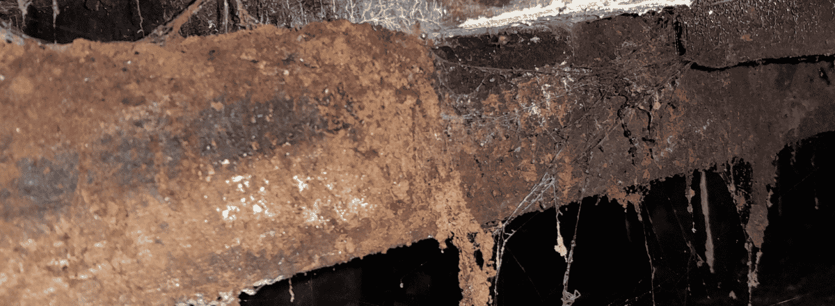 Wet Rot Timber Fungal Decay