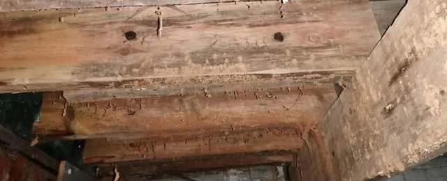 Image showing woodboring weevil damage