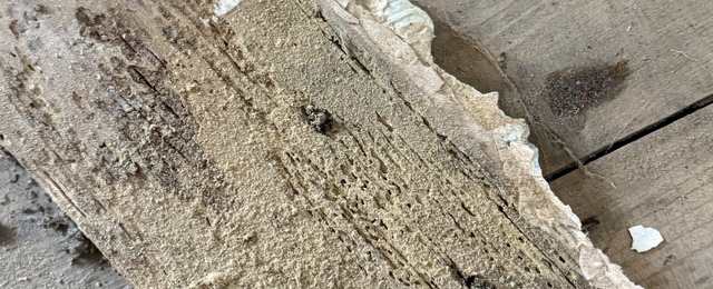 Image showing woodboring weevil damge
