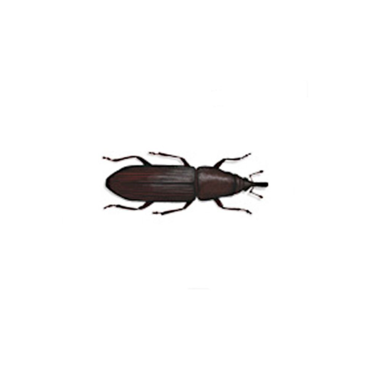 Image showing wood boring weevil