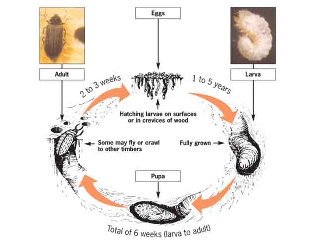 Woodworm Life Cycle Peter Cox Expert Insight Woodworm Life Cycle Peter Cox Expert Insight
