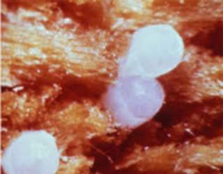 Common furniture beetle eggs 