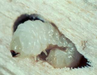 Woodworm Larvae