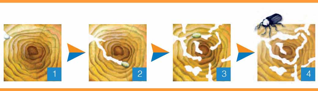 What Is Woodworm Expert Guide Peter Cox What Is Woodworm Expert Guide Peter Cox