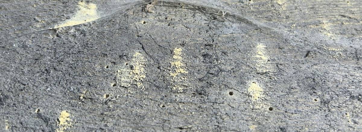 Woodworm Treatment