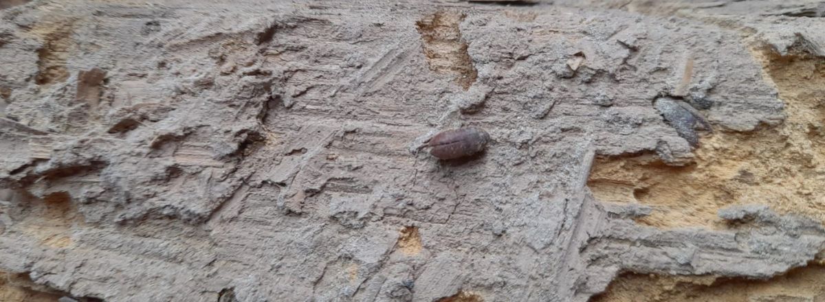 Sign of Woodworm Infestation, live adult beetle on exposed timber