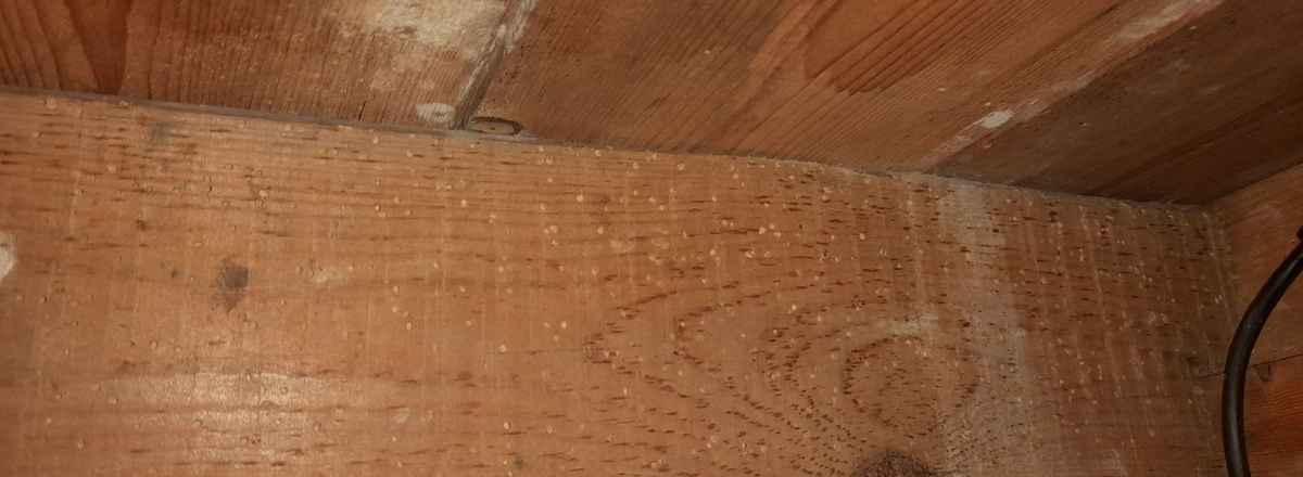Woodworm on wood
