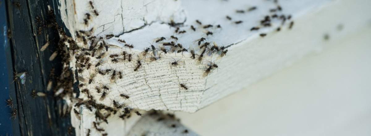 live ants around crevice