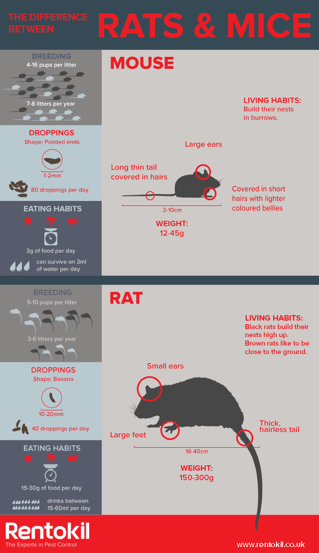 infographic showing the difference between mice and rats