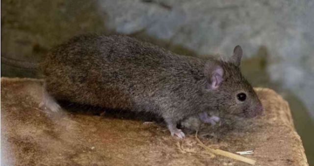 Rat Crawling on the ground